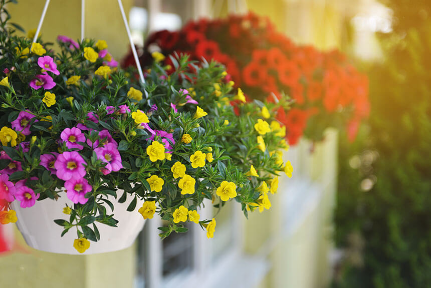 Mother's Day Hanging Baskets