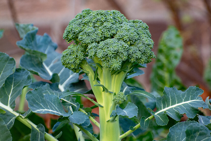 Broccoli
