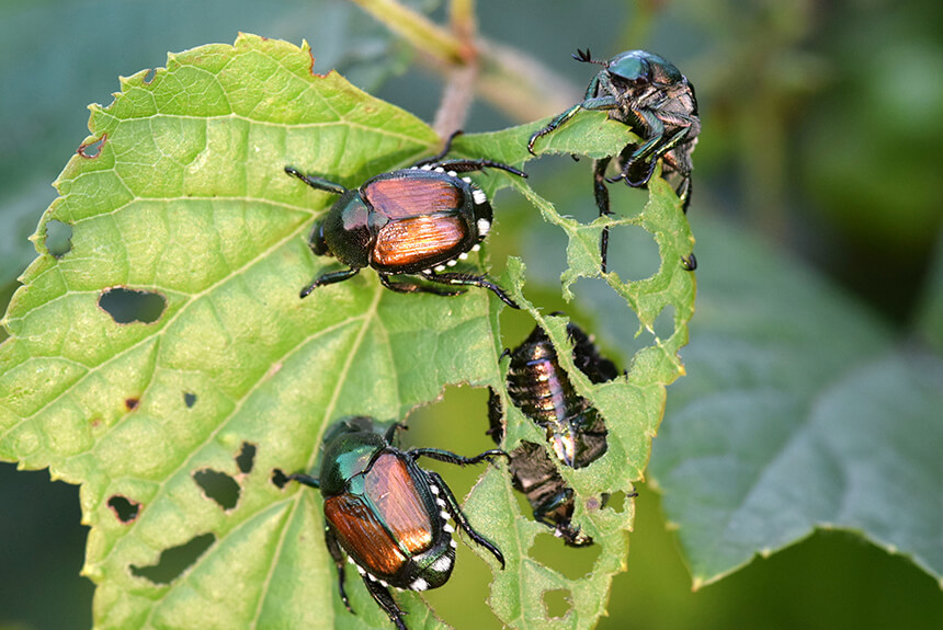 Beetles Eating Plants