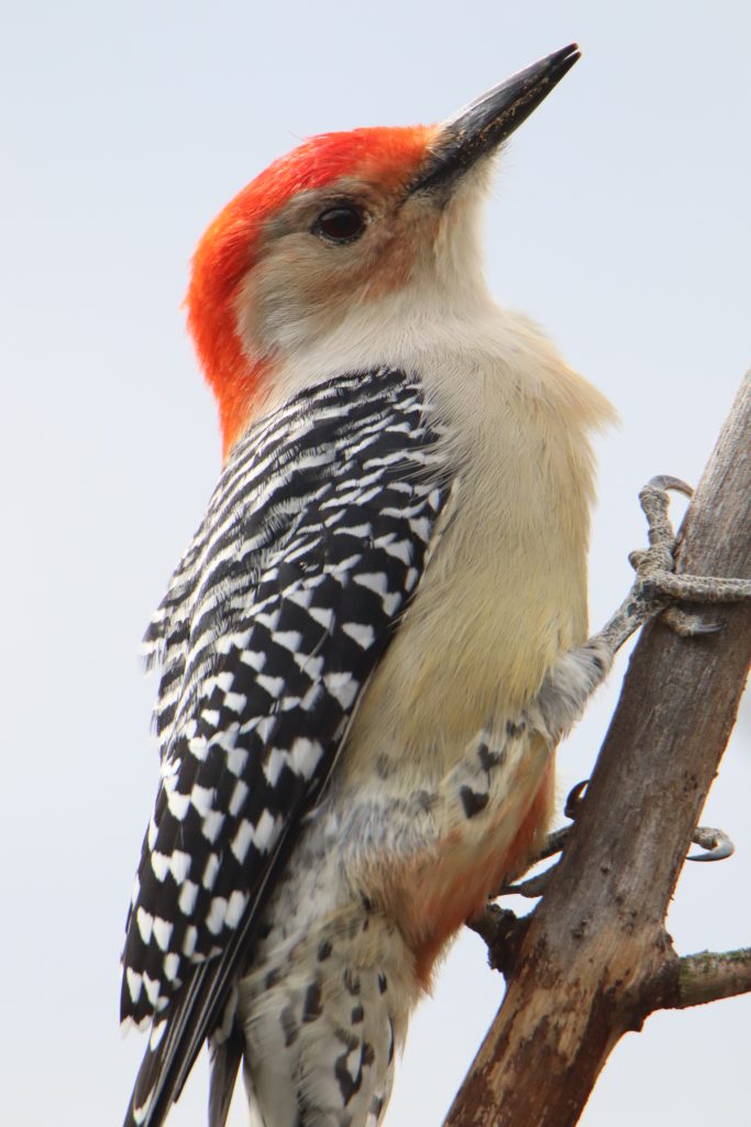 Red-Bellied Woodpecker on a branch