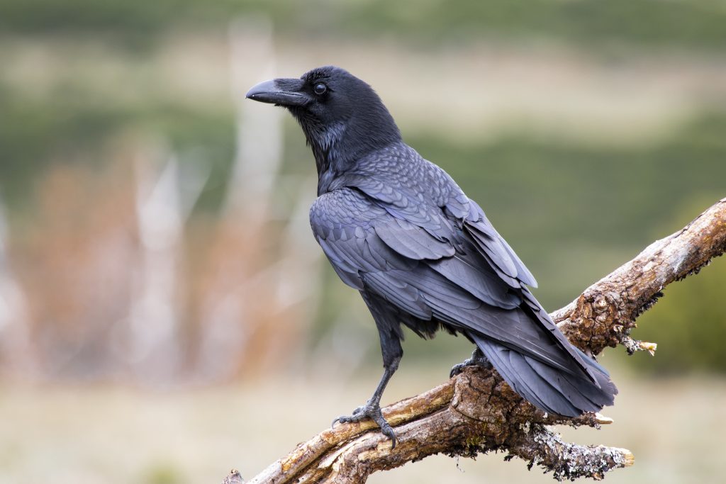 A closeup shot of an American crow with a blurred background