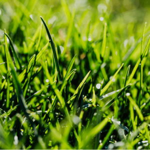May Means Growth: How Marshall County Co-op Supports the Oil & Gas Industry with Custom Seed Solutions